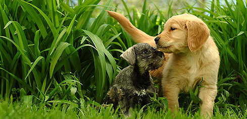 2 chiots dans la nature